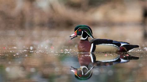 Maryland Biodiversity Project Wood Duck Aix Sponsa