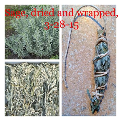 Wild Sage Oklahoma Spring 2015 Wild Edibles Wildcrafting Herbs