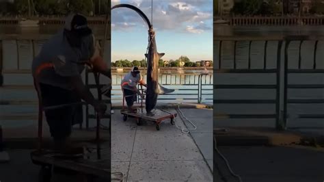 Online shopping from a great selection at movies & tv store. Shark Caught in Brooklyn Sheepshead Bay - YouTube