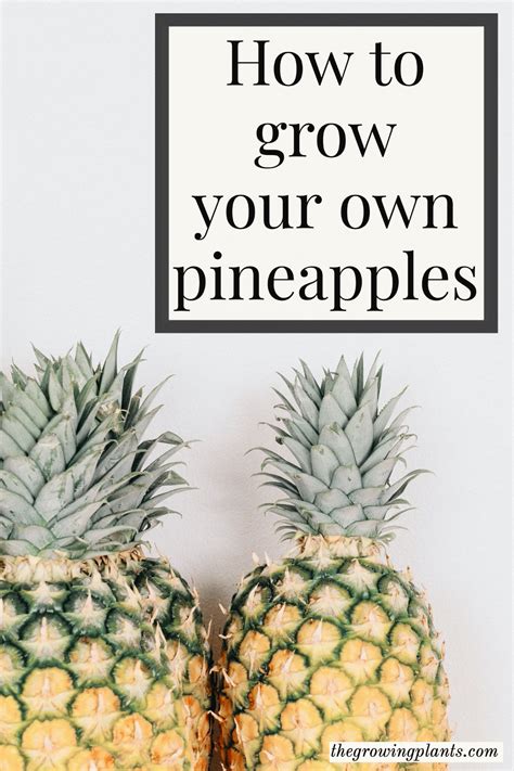 How To Grow Your Own Pineapples In 2020 Growing Plants Planting