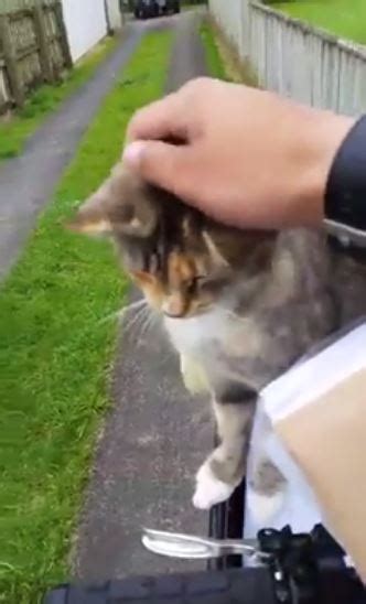 Cat Chases Down Mailman Everyday Demanding Attention