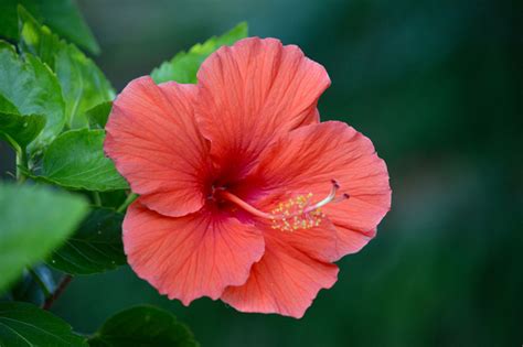 Flowers Of Hawaii And Their Meanings