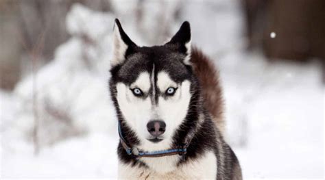 Siberian Husky Breed Information Facts Traits Pictures And More