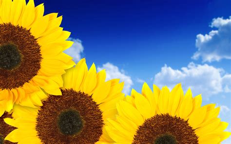Free Wallpaper Of Sunflowers In The Blue Sky Free Wallpaper World