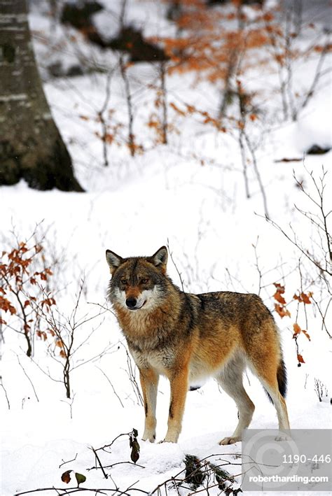 Compensation is paid for livestock damage. European wolf, wolf, canis lupus | Stock Photo