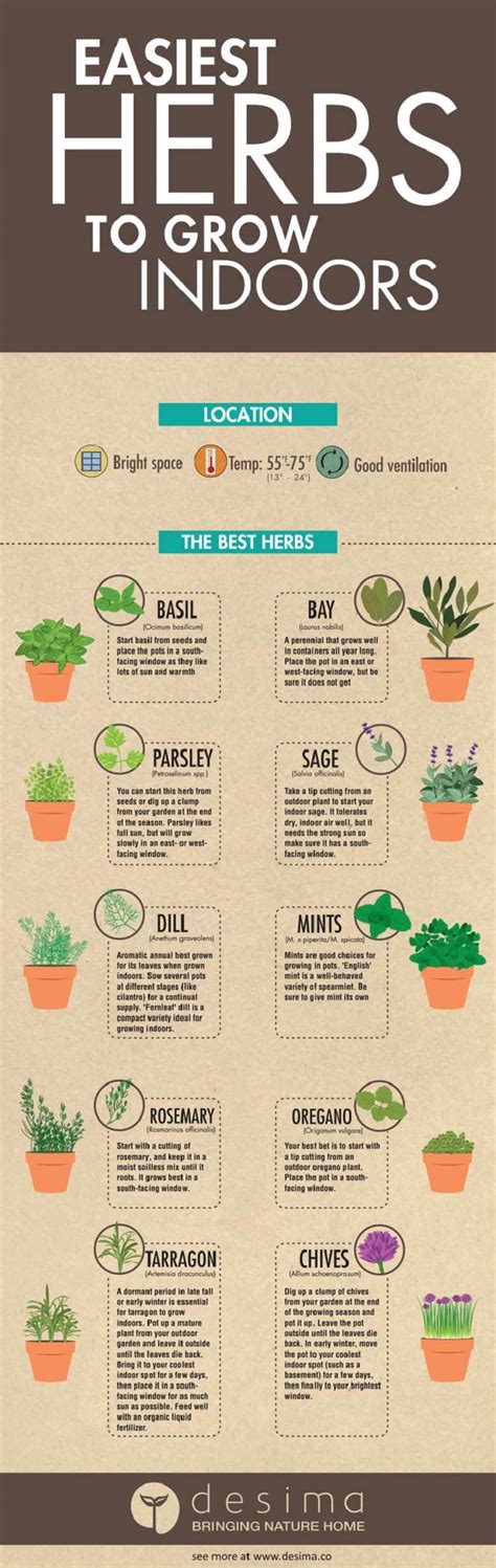 Top 10 Easiest Herbs To Grow Indoors Daily Infographic