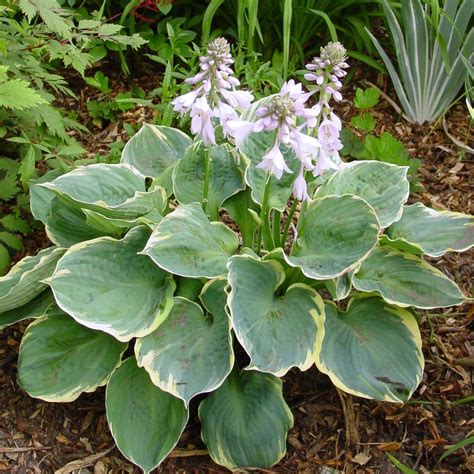 Hosta Pizzazz Buy Plantain Lily At Coolplants