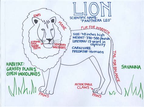 Draw an animal and label its parts. graphic organizers | Kristen Dembroski, Ph.D.