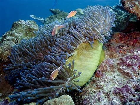 Sea Anemone An Underwater Photographers Delight Aquaviews