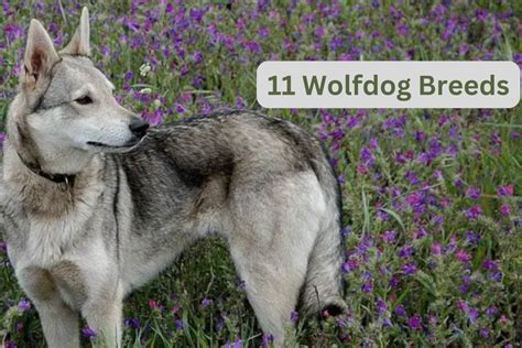 11 Best Wolf Dog Breeds Pethelpful