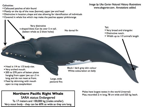 Here Is What You Need To Know About The North Pacific Right Whales