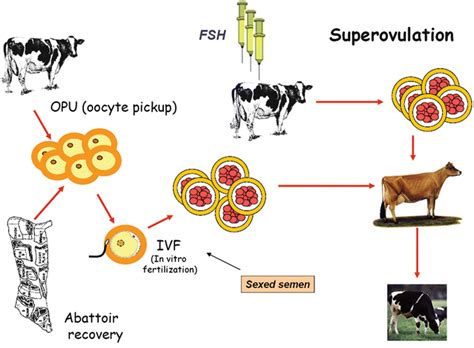 Current And Future Assisted Reproductive Technologies For Mammalian