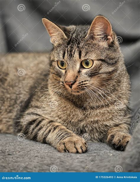 Tabby European Shorthair Cat Stock Image Image Of Animal Domestic