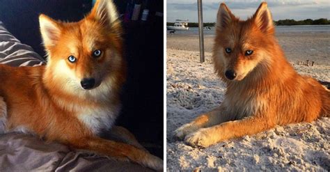Pomeranian Husky Mix Looks Like Fox Pets Lovers