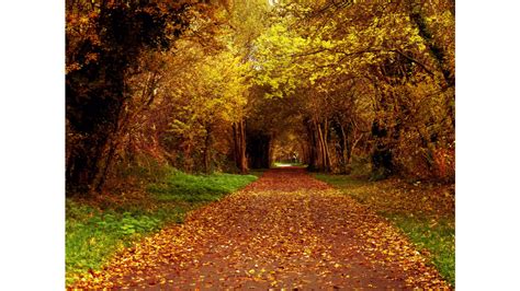Find your perfect hd & 4k wallpaper from our hand crafted collection. yellow wallpapers and desktop backgrounds up to 8K ...