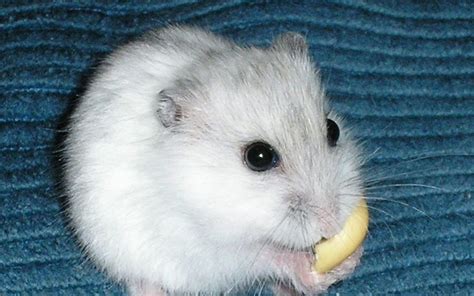 Funny Hamster Wallpapers Wallpaper Cave