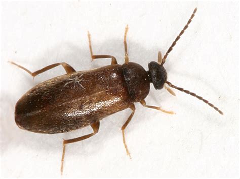 Small Brown Beetle Biological Science Picture Directory
