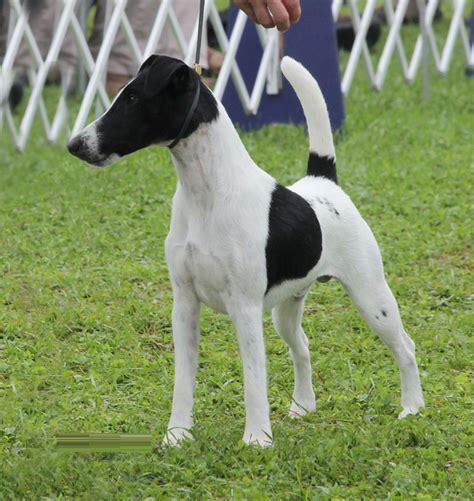 Smooth Fox Terrier Puppies Rescue Pictures Information