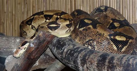 Snake Arrested After Eating A Dog And Trying To Hug Its