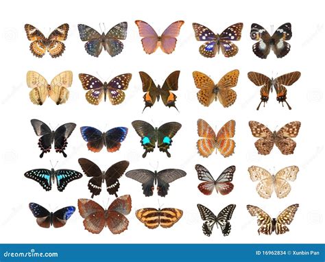 Butterfly Set Collection Stock Photo Image Of Colorful 16962834
