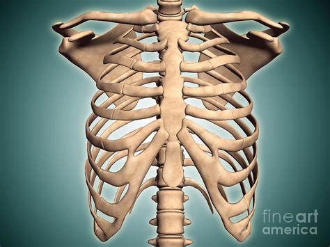 The following organs lie partially or completely under the lower part of the rib cage and may descend slightly downwards when standing up straight. Close-up View Of Human Rib Cage Digital Art by Stocktrek Images
