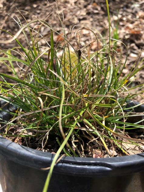 Carex Pensylvanica Pennsylvanian Sedge Green Thumb Yard Care Llc