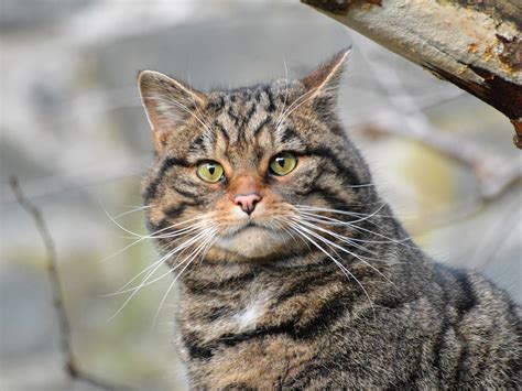 Scottish Wildcat The Most Endangered Species On The Planetfelis