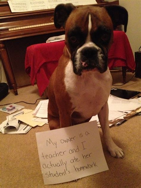 A Brown And White Dog Sitting On The Floor Next To A Sign That Says My