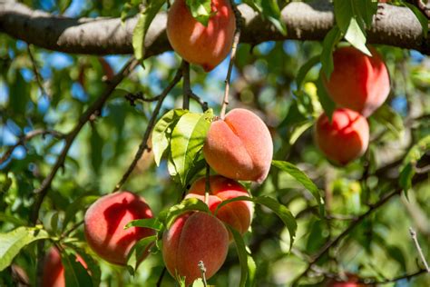 How To Grow And Care For Peach Trees