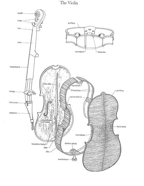 Anatomy Of A Violin