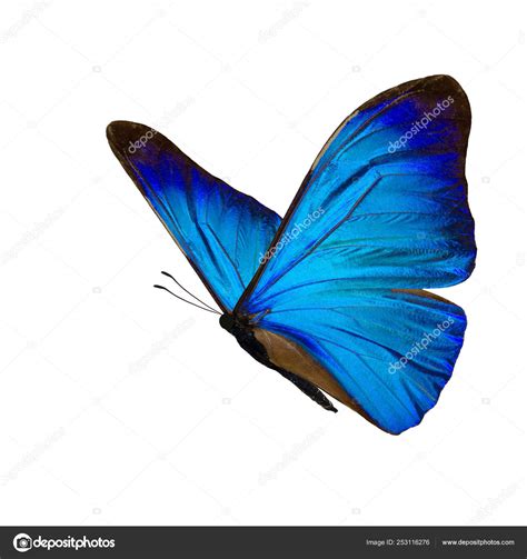 Prints Blue Morpho Butterfly Blue Butterfly Butterfly Picture Wall