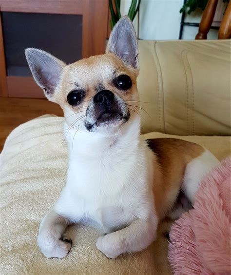 Teacup Applehead Chihuahua For Sale Dallas Tx Pets Lovers