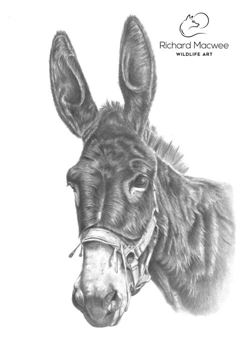 Donkey Drawing Donkey Drawing Animal Drawings Animal Paintings