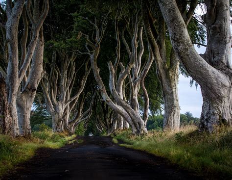 Dark Hedges Kings Road In Game Of Thrones Martin Hesketh Flickr