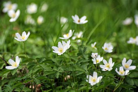 Wood Anemone Flowers White Flowering Ground Cover In The Forest Stock