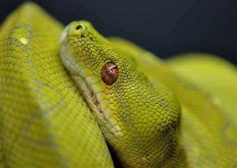 Especie De Serpiente Pitón Verde Imágenes Y Fotos