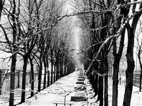 Snowy Tree Lane Chicago Snowy Trees Travel Around Snowy