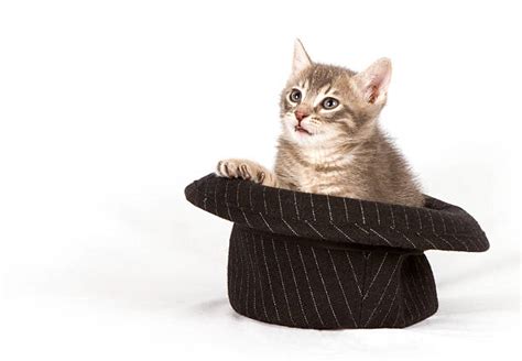 Cat In Top Hat Stock Photos Pictures And Royalty Free Images Istock