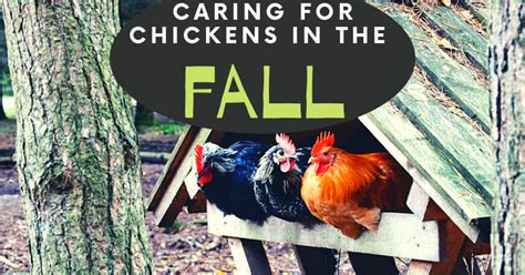 Caring For Chickens In The Fall Backyard Chickens Learn How To