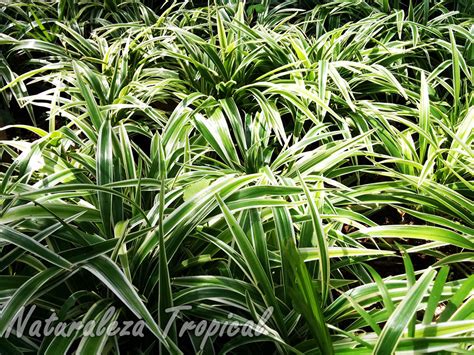 Naturaleza Tropical 5 Grupos De Plantas De Atractivo Follaje Para Tu