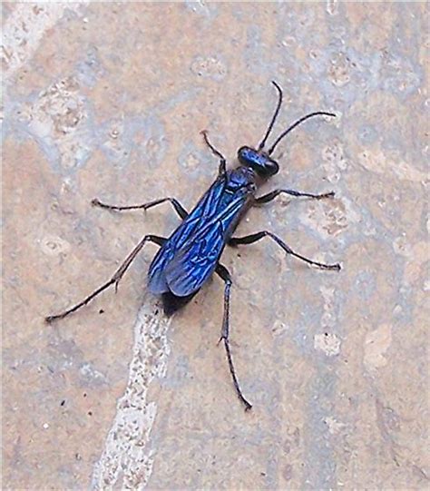 Blue Bug Fly Spider Killer Chalybion Californicum Bugguidenet