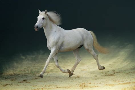 White Horse Trotting On Sand By Christiana Stawski