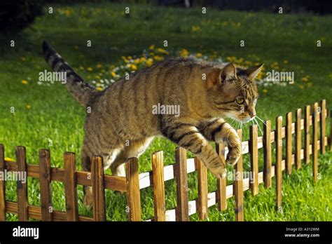 Tabby Domestic Cat Jumping Over Fence Stock Photo Alamy
