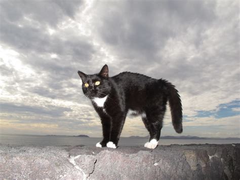 Feral Cat Friendly Feral Cat In Lanzarote Val Crookston Flickr