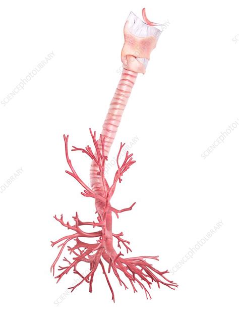 Human Bronchi Stock Image F Science Photo Library