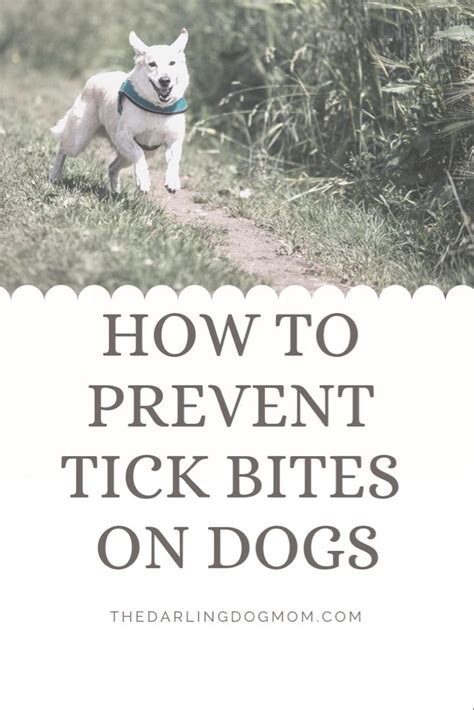How To Prevent Tick Bites Tick Prevention Tick Bites On Dogs