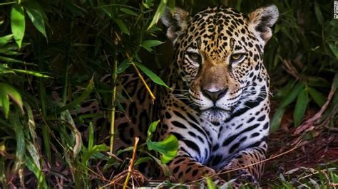 Legendary for the sheer vastness of its size, its 1.4 billion acres of tropical forest cover some 40% of the south american continent, making. Brazil's Amazon fires threaten the animals and organisms ...