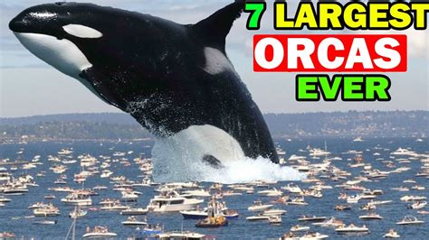 7 Largest Orcas Ever Existed In World Youtube