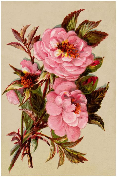 44 Pink Rose Images Rose Illustration Vintage Flowers Victorian