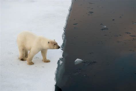 Tracking Polar Bears Icons Of The Arctic Wwf